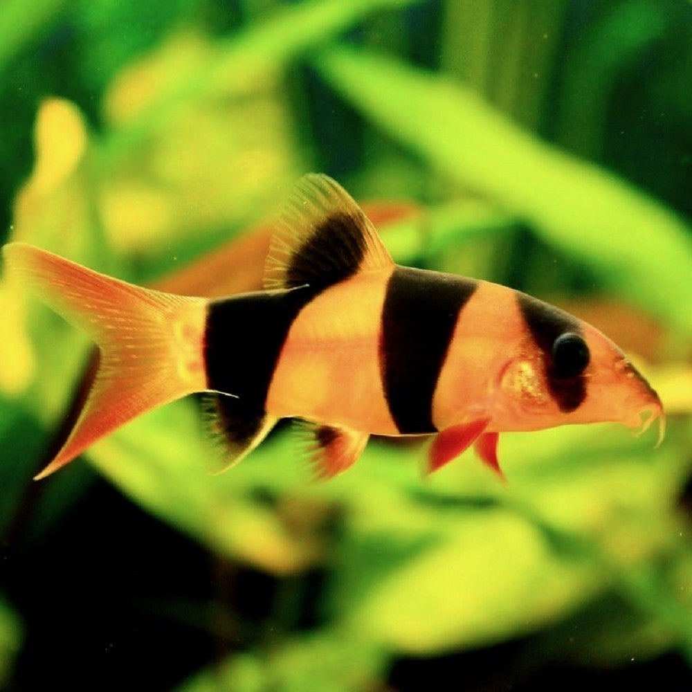 Loche Clown (Chromobotia Macracanthus)