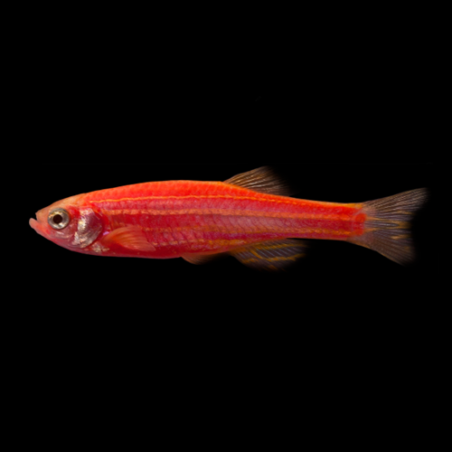Danio Rouge Starfire (Danio Rerio)
