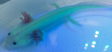 Axolotl Fluorescent (Ambystoma Mexicanum)