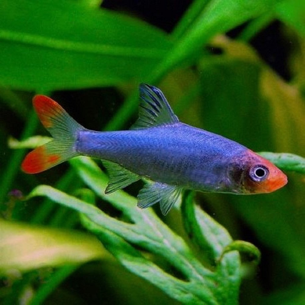 Rasbora à Nez Rouge Asiatique (Sawbwa Resplendens)