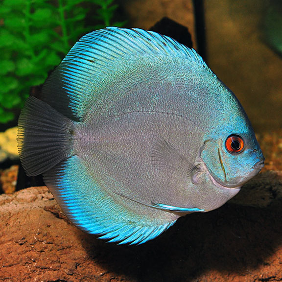 Discus Bleu Diamant (Symphysodon aequifasciatus)