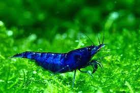 Crevette Rêve Bleu (Neocaridina Davidi)