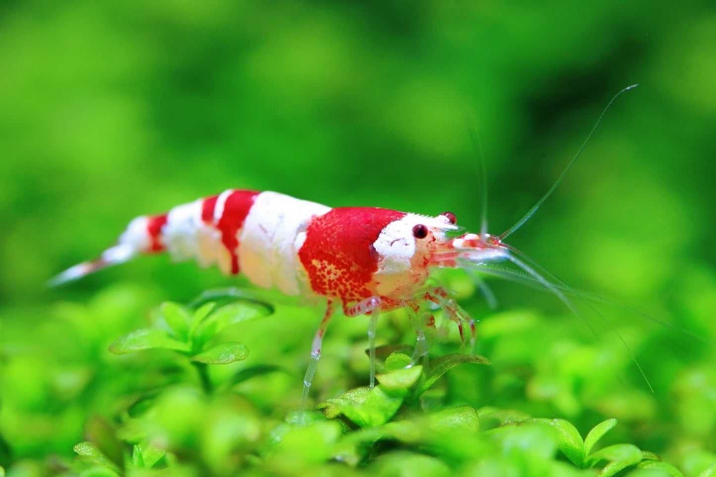 Crevette Cristal Rouge (Caridina Cantonensis)
