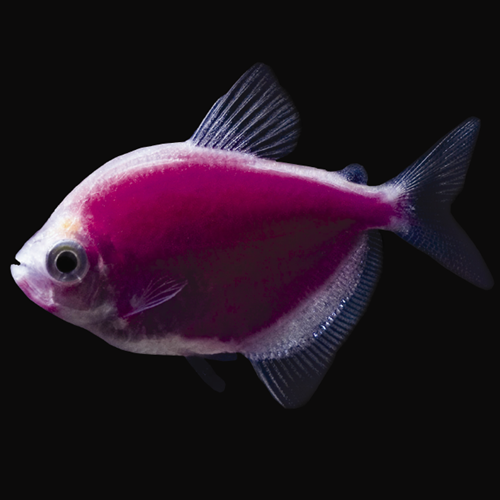 Tétra Glofish Violet Galactique (Gymnocorymbus Ternetzi)