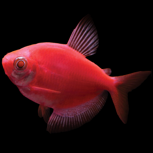 Tétra Glofish Rouge Starfire (Gymnocorymbus Ternetzi)