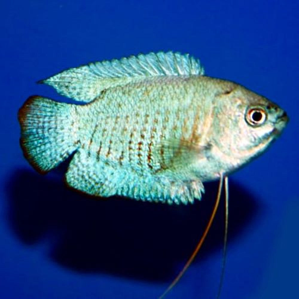 Gourami Nain Bleu (Trichogaster Lalius)