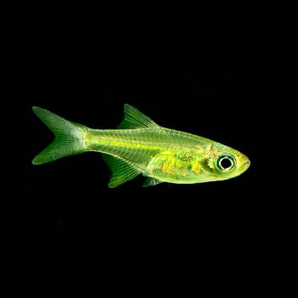Rasbora Vert (Microdevario Kubotai)