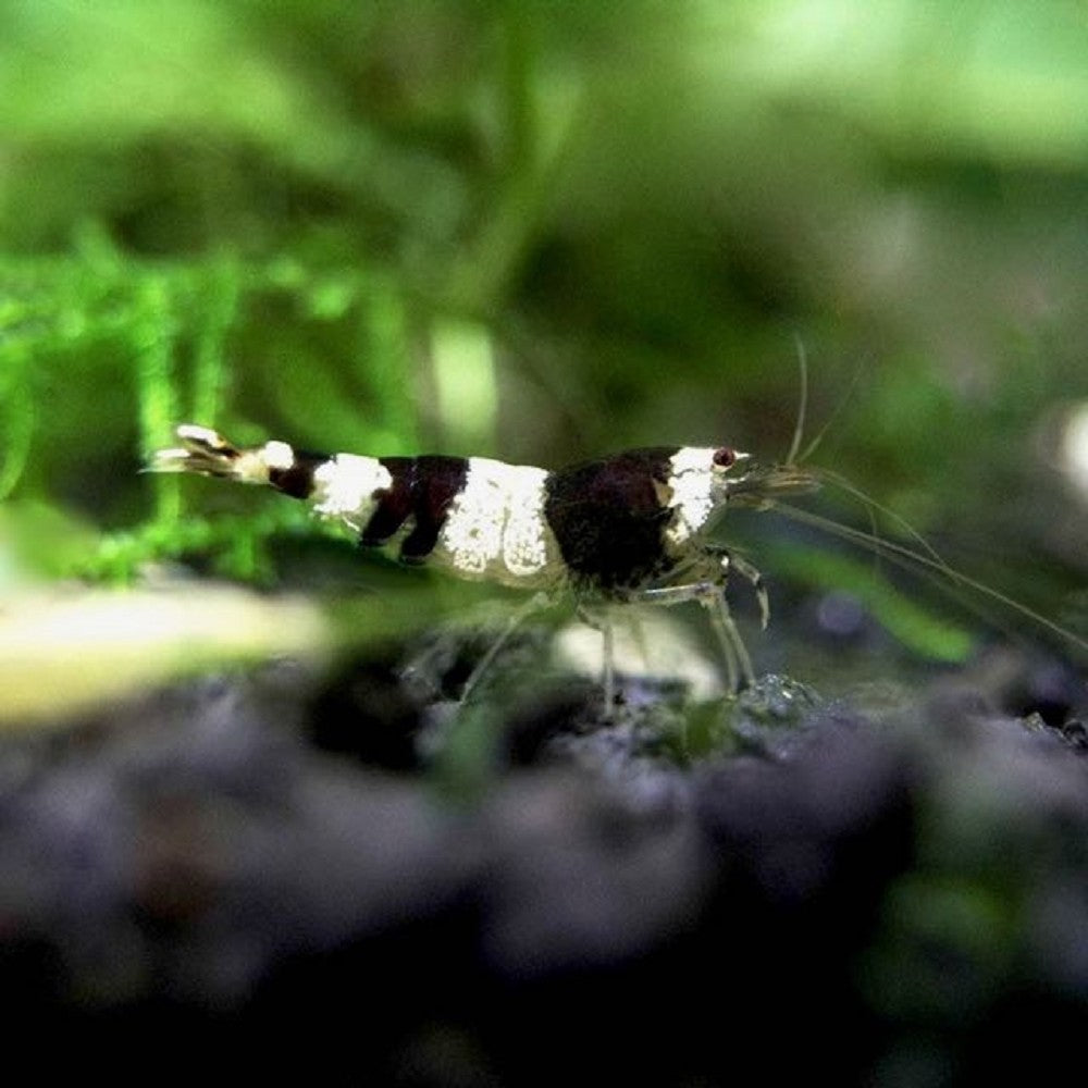 Crevette Cristal Noire (Caridina Cantonensis)