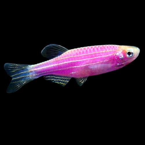 Danio Rose Moonrise (Danio Rerio)