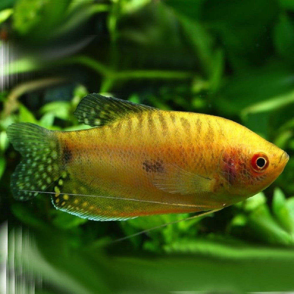 Gourami Bleu Doré (Trichogaster Trichopterus)