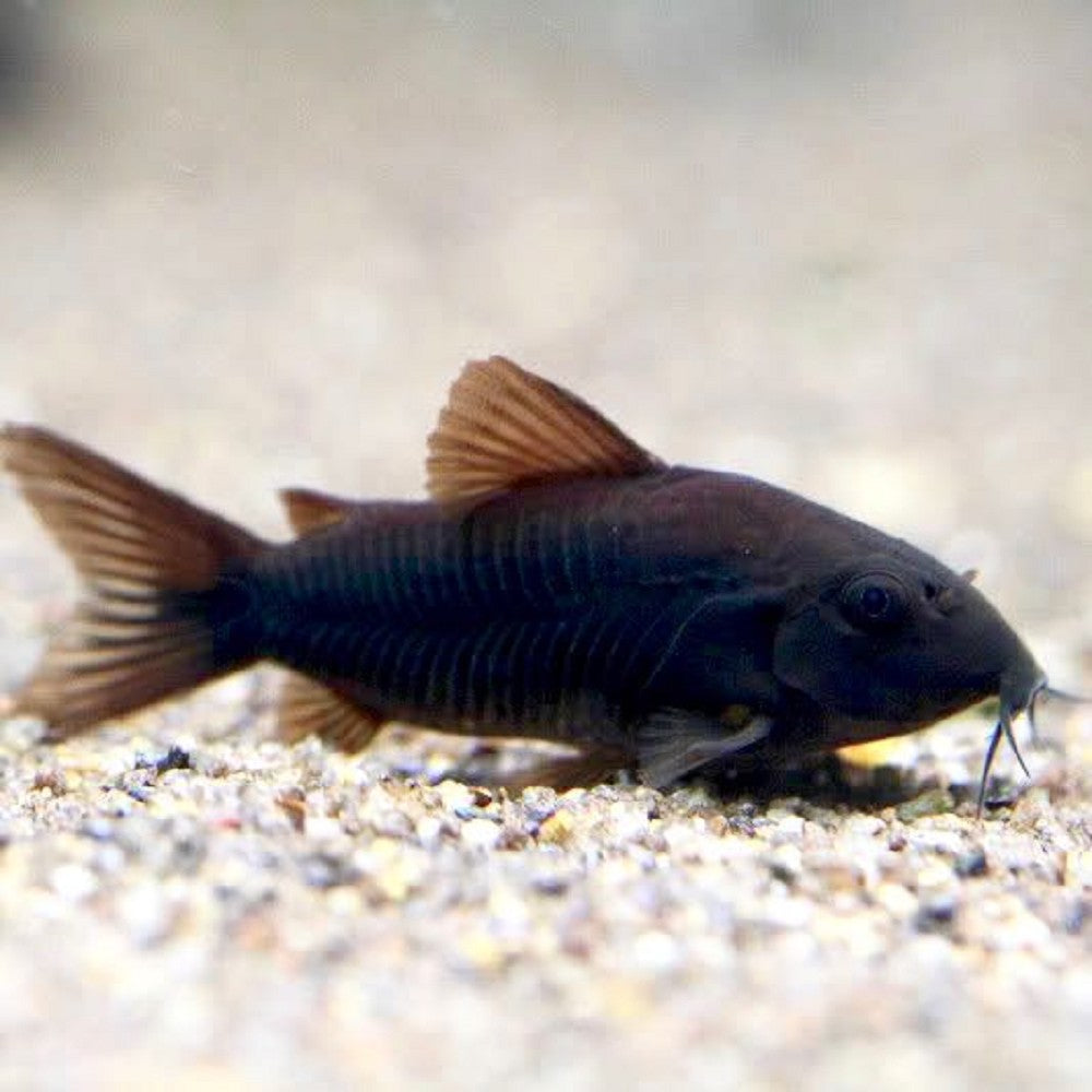 Corydoras Noir (Corydoras Aeneus spp. Schultzei)