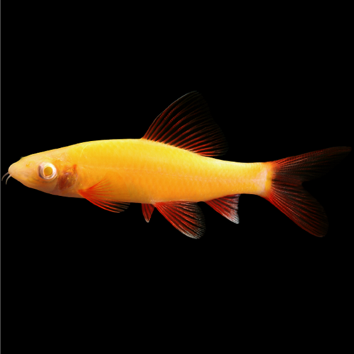 Requin Arc-en-Ciel Orange Sunburst (Epalzeorhynchos Frenatum )