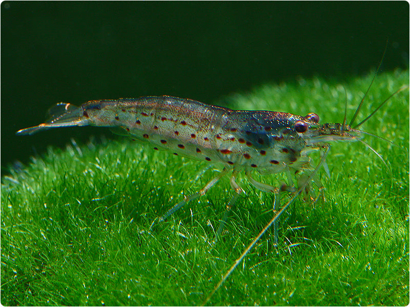 Crevette Amano (Caridina Multidentata)