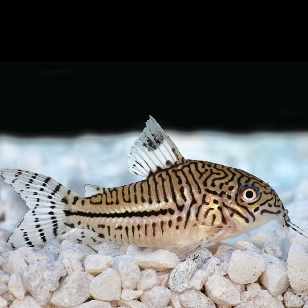 Corydoras Léopard (Corydoras Julii)