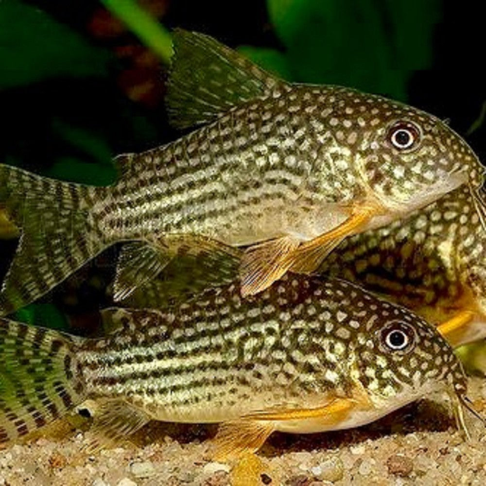 Corydoras de Sterbai (Corydoras Sterbai)