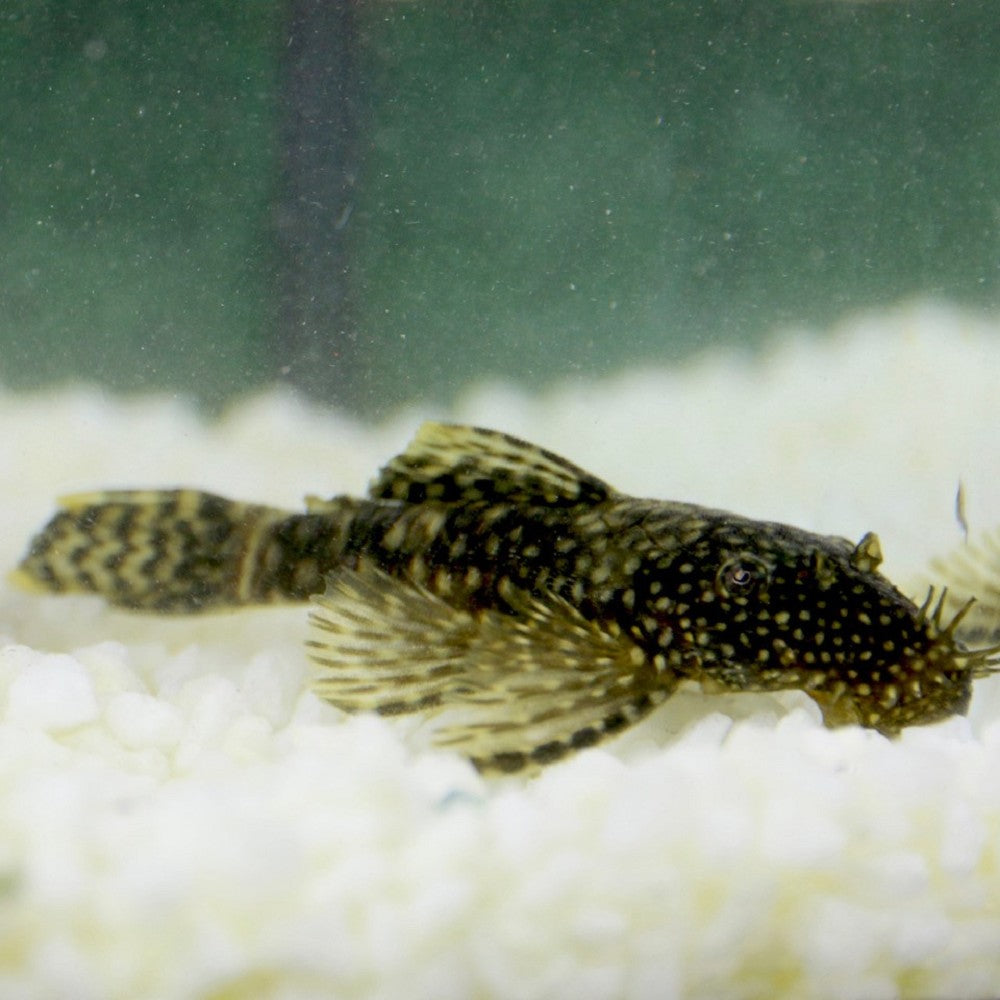 Ancistrus (Ancistrus Temminckii)