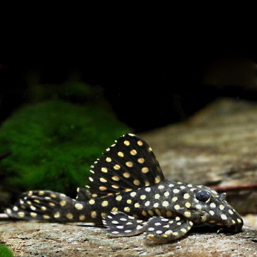 Pléco Inspector (Hypancistrus Sp. L201)