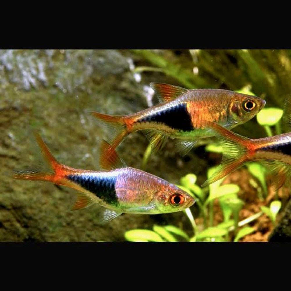 Rasbora Arlequin (Trigonostigma Heteromorpha)