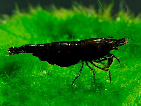 Crevette Noire (Neocaridina Davidi)