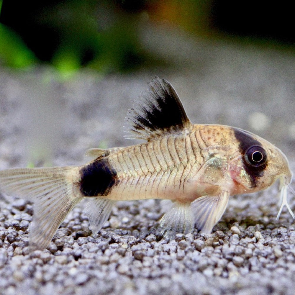 Corydoras Panda (Corydoras Panda)