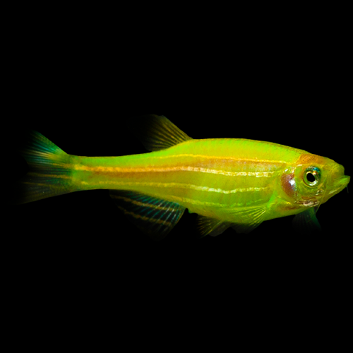 Danio Vert Électrique (Danio Rerio)