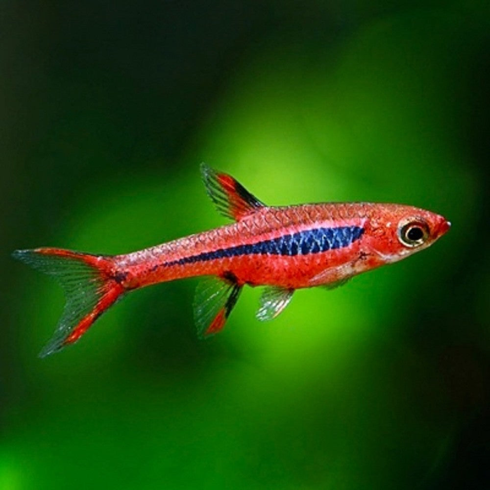 Rasbora Moustique (Boraras brigittae)