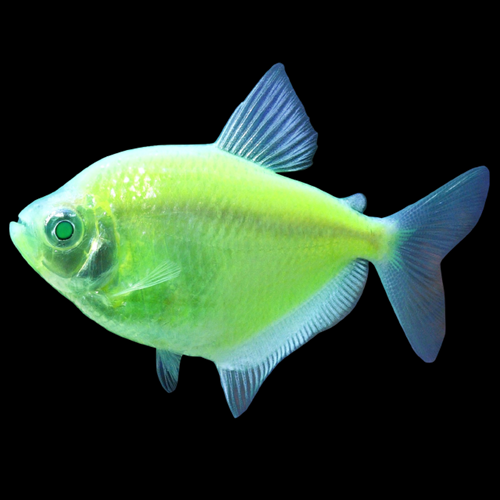 Tétra Glofish Vert Électrique (Gymnocorymbus Ternetzi)