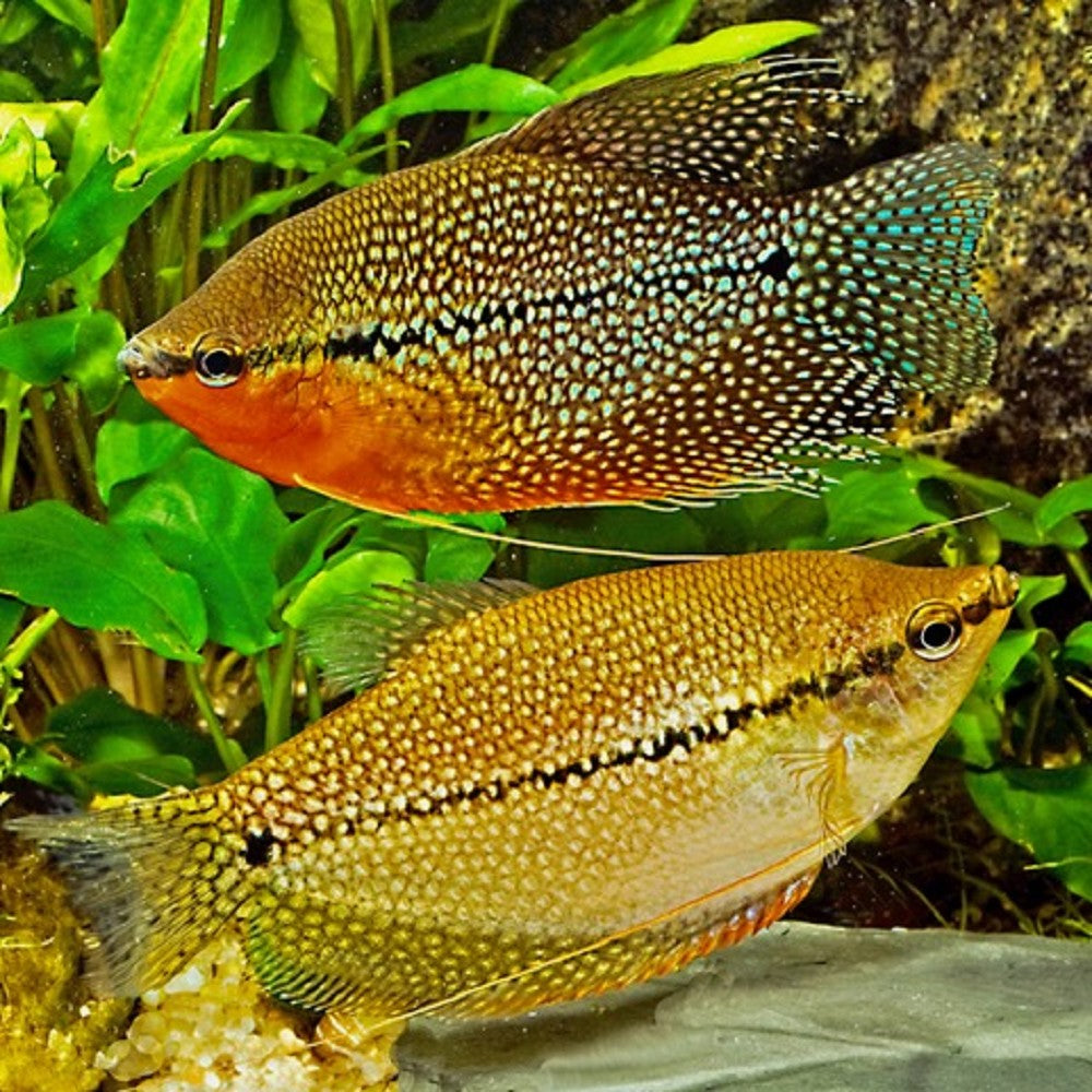 Gourami Perlé (Trichopodus Leerii)