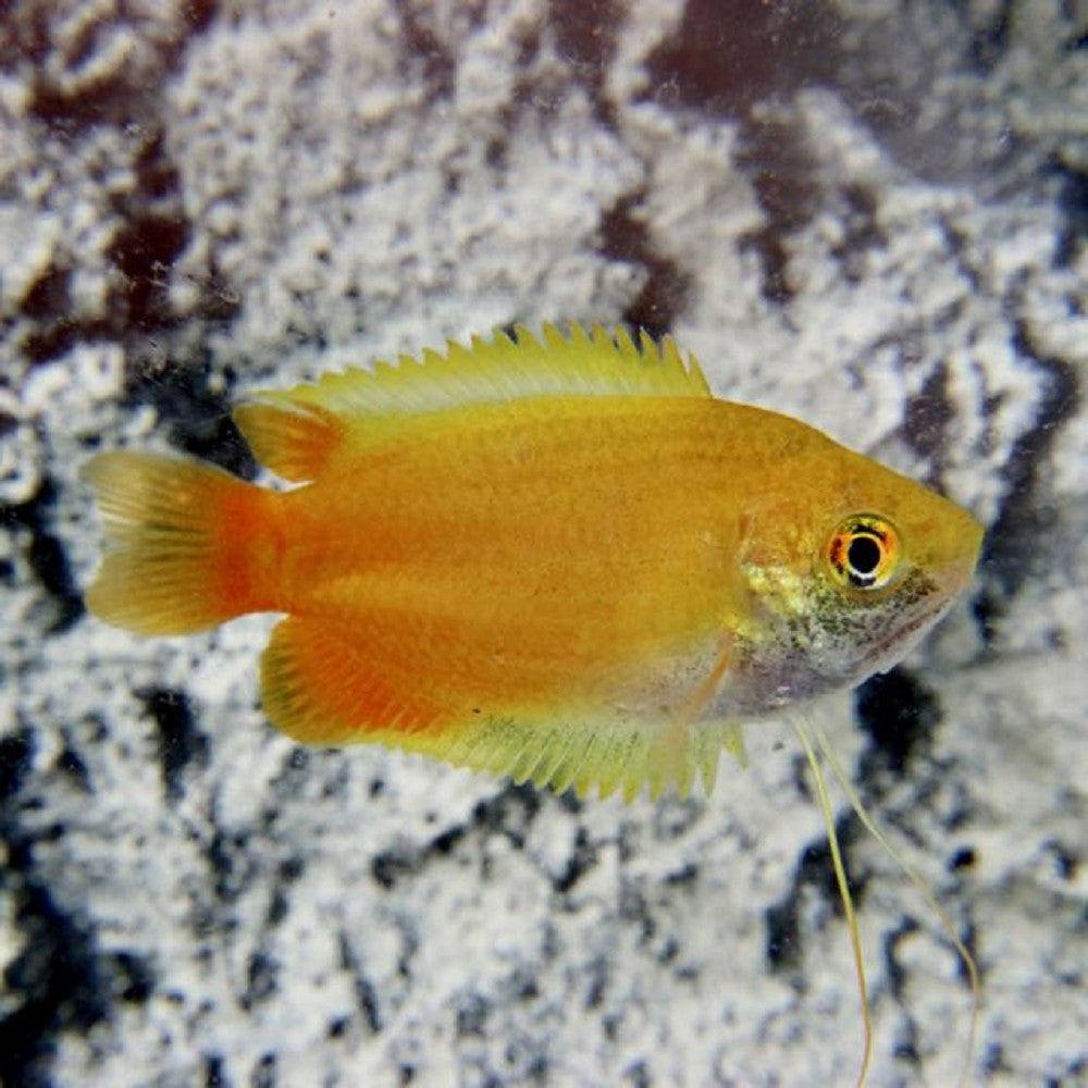 Gourami Nain Doré (Trichogaster Lalius)