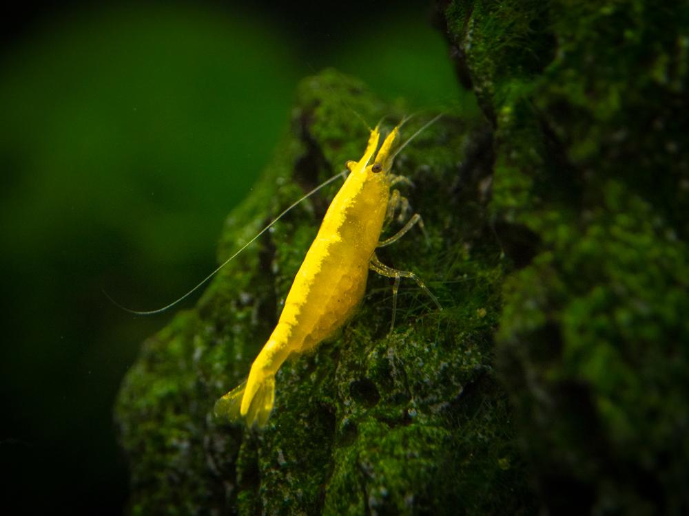 Crevette Jaune (Neocaridina Davidi)