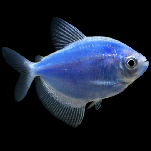 Tétra Glofish Bleu Cosmique (Gymnocorymbus Ternetzi)