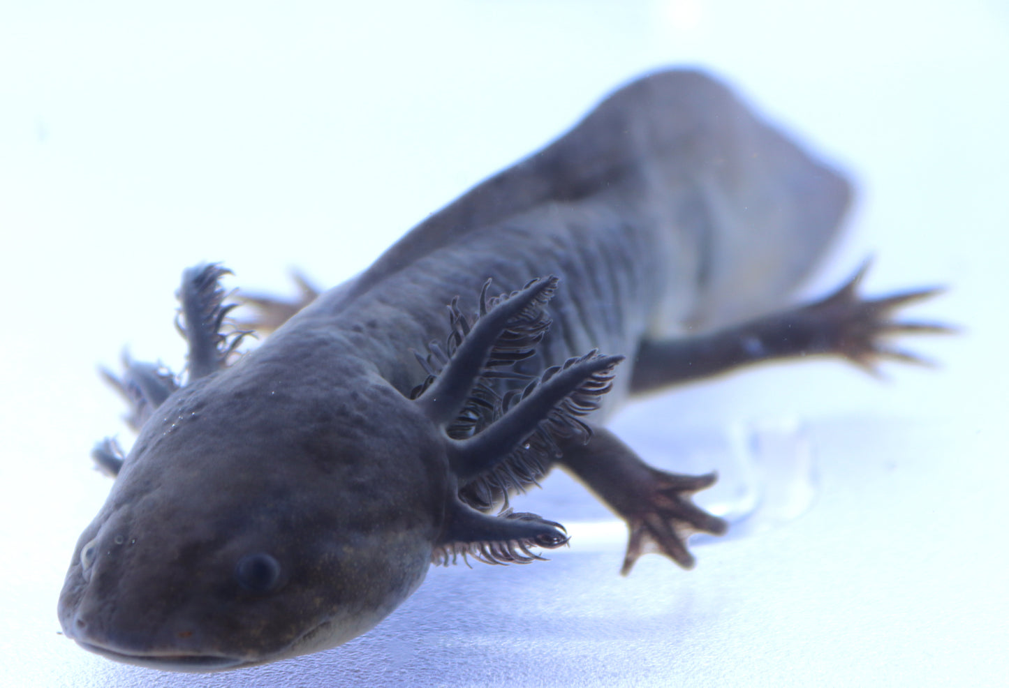 Axolotl Noir (Ambystoma Mexicanum)