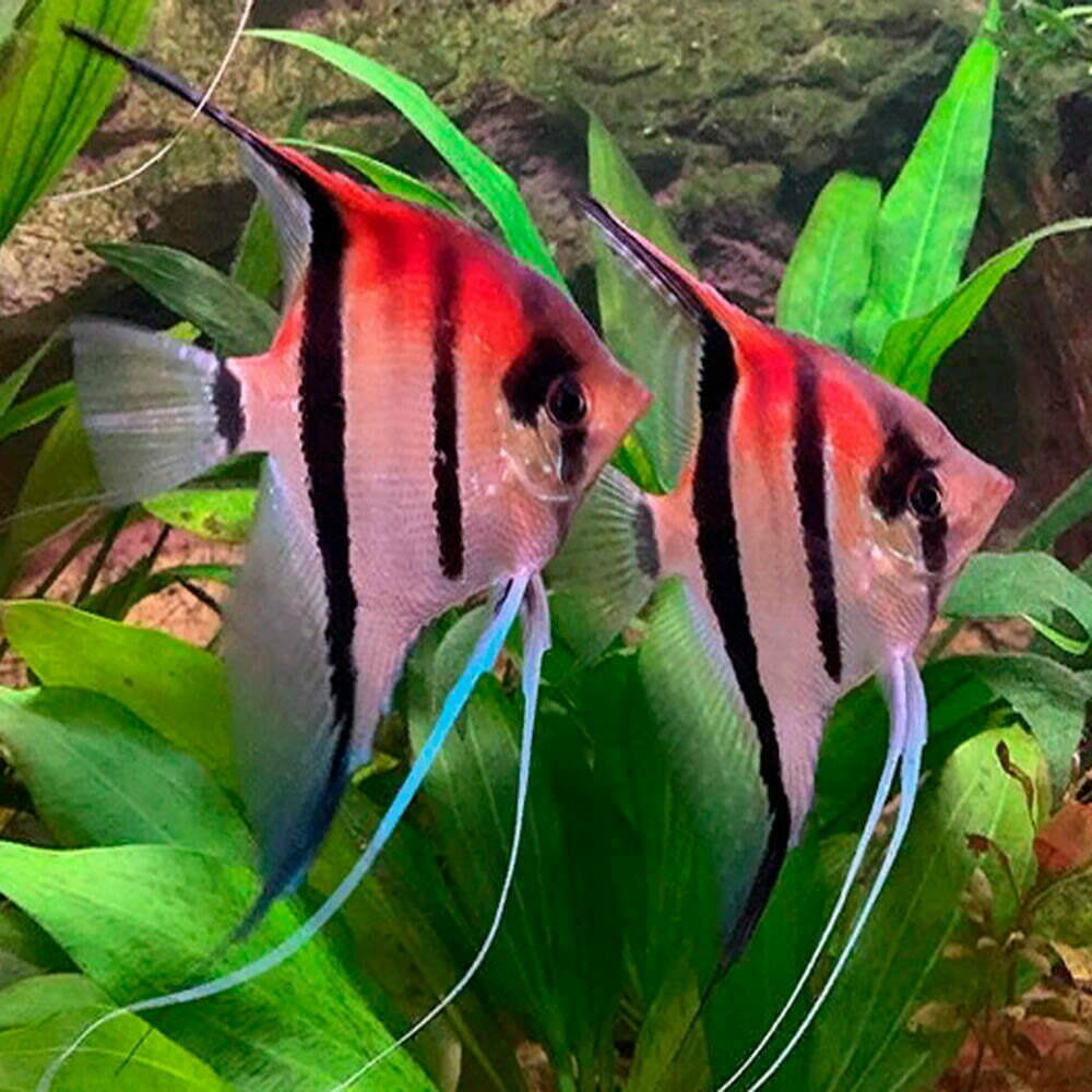 Ange  Manacapuru (Pterophyllum Scalare)