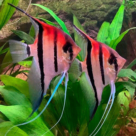 Ange  Manacapuru (Pterophyllum Scalare)