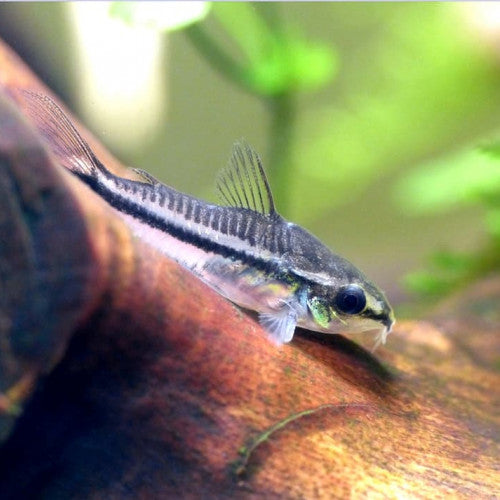 Corydoras Pygmé (Corydoras Pygmaeus)