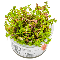 Rotala rotundifolia "Blood red"