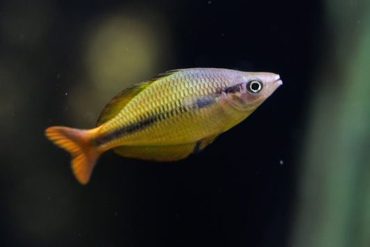 Melanotaenia herbertaxelrodi