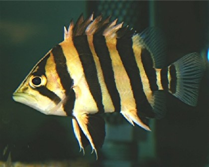Silver Tigerfish (Datnioides Polota)