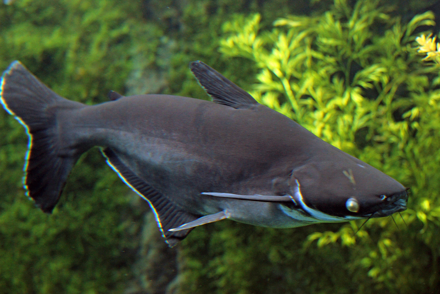 Pangasianodon hypophthalmus (Iridescent Shark)