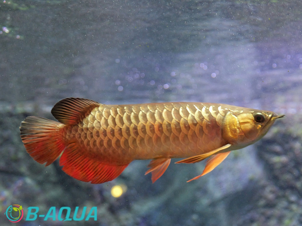 Arowana Blue Base Chilli Red (Scleropages Formosus)