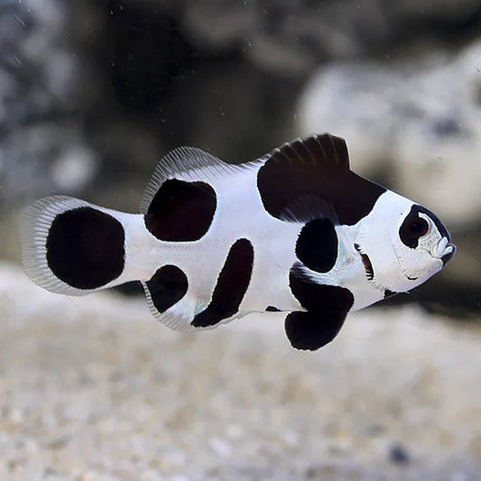 Clown Blackstorm (Amphiprion Ocellaris)