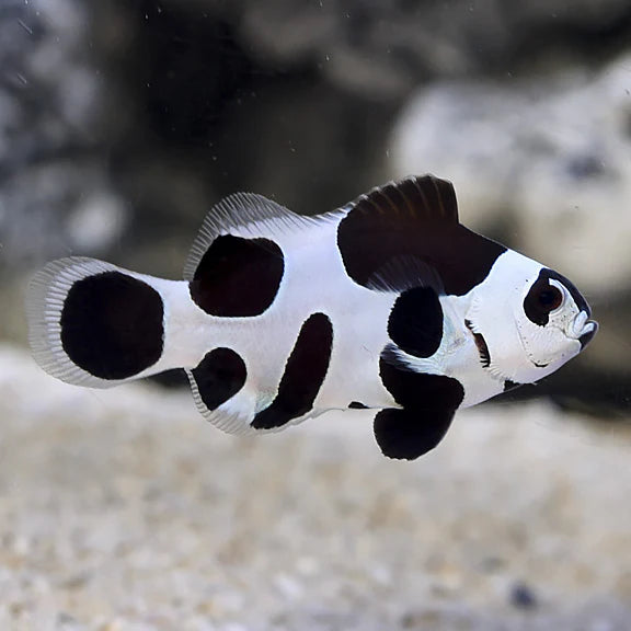 Clown Blackstorm (Amphiprion Ocellaris)