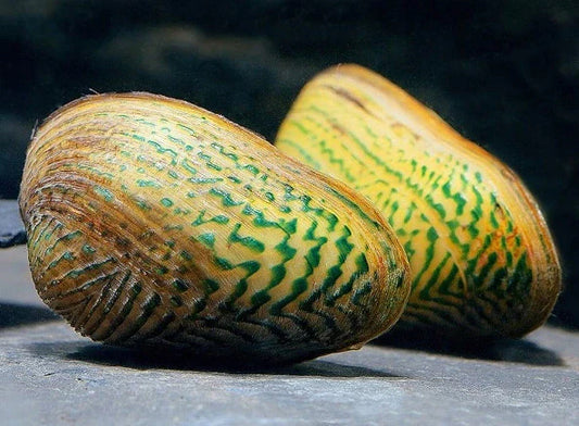 Moule d'Ornement (Scabies Crispata)