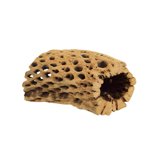 Petit Tunnel de Bois Cholla | Petit