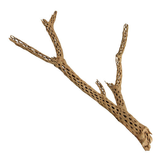 Arbre de Bois Cholla | Large