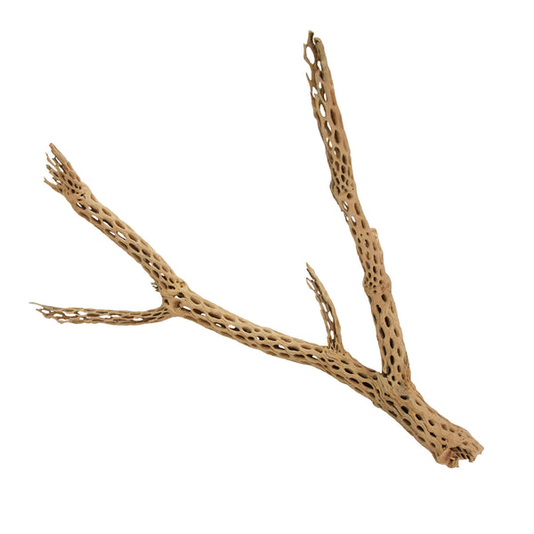 Arbre de Bois Cholla | X-Large