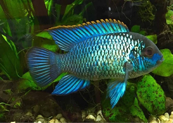 Acara Bleu Électrique (Andinoacara Pulcher)
