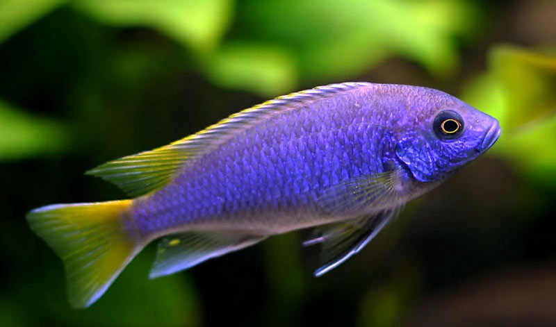 Acei Itungi (Pseudotropheus Sp. "Acei Itungi")
