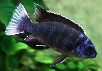 Acei Ngara (Pseudotropheus Sp. "Acei Ngara")