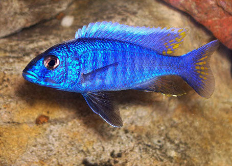 Ahli Bleu (Sciaenochromis Fryeri)